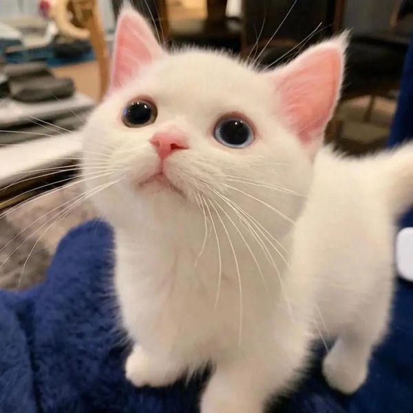 可爱漂亮的宠物猫咪头像图片