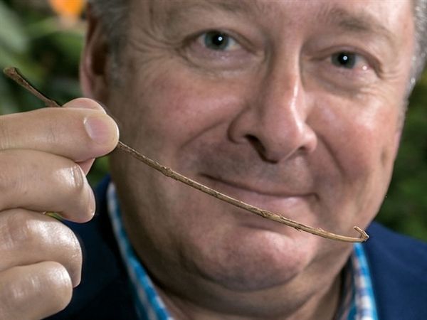 进化论帮助Russell Gray解释为何乌鸦能够制作类似这个钩杆样的工具。图片来源：GODFREY BOEHNKE