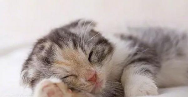 如何处理猫咪喘得很厉害的问题（猫咪喘的原因和症状）
