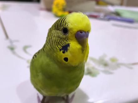 早安，问个好#会说话的虎皮鹦鹉 #鹦鹉学舌