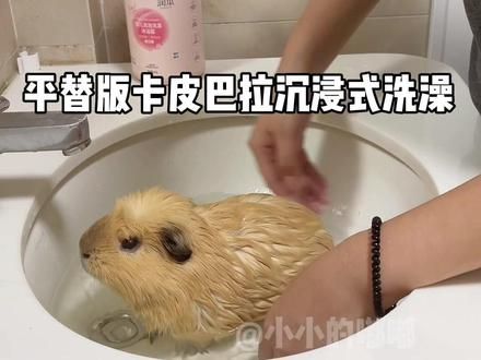 平替卡皮巴拉沉浸式洗澡 #荷兰猪 #萌宠出道计划 #卡皮巴拉