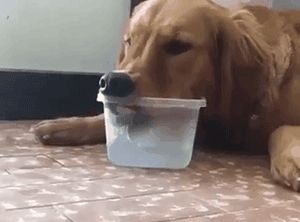 狗狗一天需要喝多少水？太多或太少都不行！