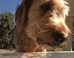 狗狗一天需要喝多少水？太多或太少都不行！
