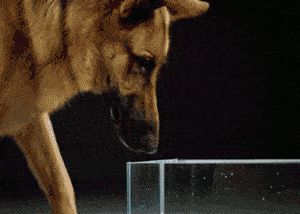 狗狗一天需要喝多少水？太多或太少都不行！