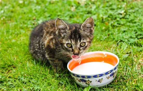 怎么给猫补充水分 给猫补充水分的方法有很多的啦