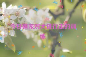 今日萌宠对犬进行走的训练