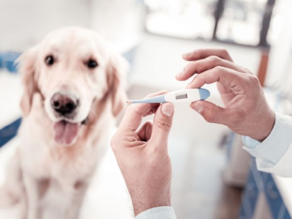 宠物医院检查容易误诊的细节？猫狗的冷知识17