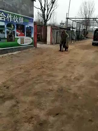 河南平顶山大金搜救犬训练基地:随行快慢结合到随行中卧下干净利索不拖泥带水#现场实拍 #忠诚卫士 #工作犬训练