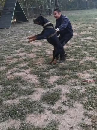 河南平顶山大金搜救犬训练基地:作为防暴犬必须要凶狠不然对不起防暴犬这个名字#现场实拍 #防暴犬 #大型犬的安全感 #