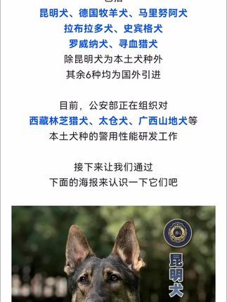 河南平顶山大金搜救犬训练基地:大力发展使用中国本土犬种88天土狗第22次足迹气味追踪训练#这土狗一看就很好相处 #中国本土犬种 #因为热爱所以坚持
