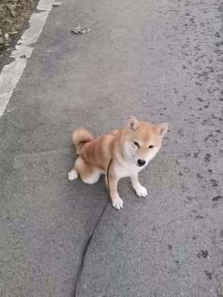 河南平顶山大金搜救犬训练基地:#一身正气 #不务正业的养狗人 #