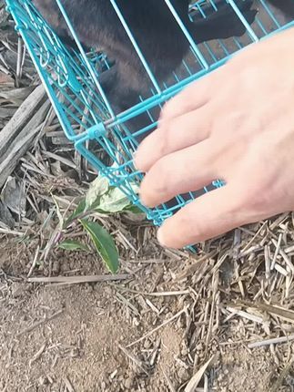 河南平顶山大金搜救犬训练基地:70天土狗第十次足迹气味追踪游戏训练,大力发展推广使用中国本土犬种#中国本土犬种 #田间地头 #现场实拍