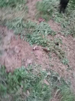 河南平顶山大金搜救犬训练基地:65天广西土猎第三次游戏训练激发嗅觉靠能力突破足迹气味追踪找到目标吃饱