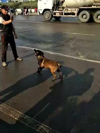 河南平顶山大金搜救犬训练基地:#谁能看明白这狗怎么了