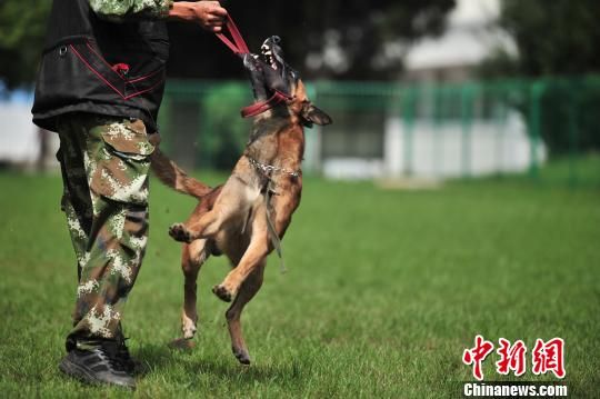 揭秘：搜救犬是怎样练成的？（组图）