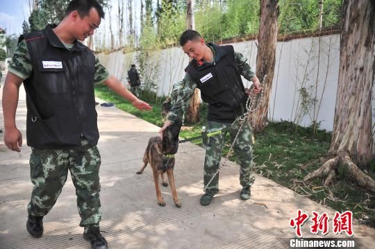 揭秘：搜救犬是怎样练成的？（组图）