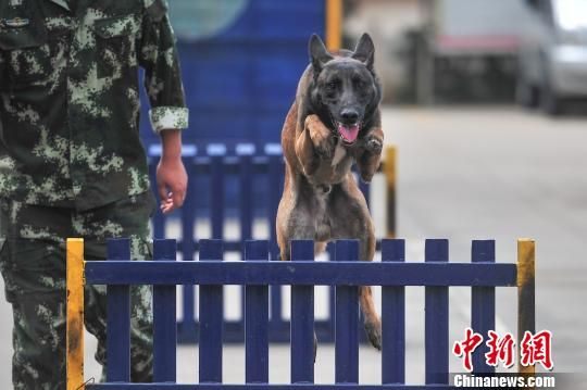 揭秘：搜救犬是怎样练成的？（组图）