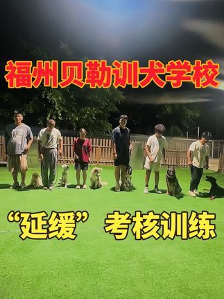 福州贝勒训犬学校:是骡子是马还是犬,是时候拉出来遛遛了。#福州宠物训练 #福州训犬 #福州贝勒训犬学校#宠物训练