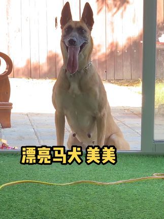 福州贝勒训犬学校:漂亮的马犬,美美。#护卫犬 #马犬训练
