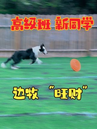 福州贝勒训犬学校:新同学“旺财”第一课#福州同城 #训犬学校 #福州宠物训练#福州训犬