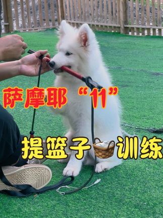 福州贝勒训犬学校:正向衔取的前期训练,培养主动性。#训犬学校 #福州宠物训练#福州训犬#福建宠物训练