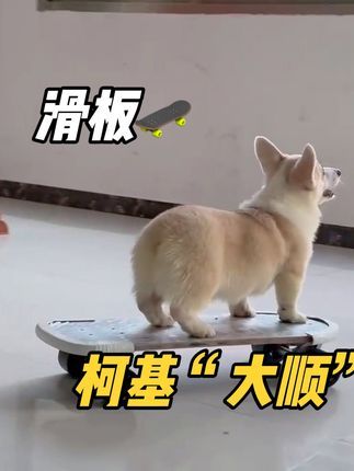 福州贝勒训犬学校:“大顺”同学,学习了一个礼拜的滑板成绩#训犬学校 #工作犬训练 #福州同城 #福州宠物训练