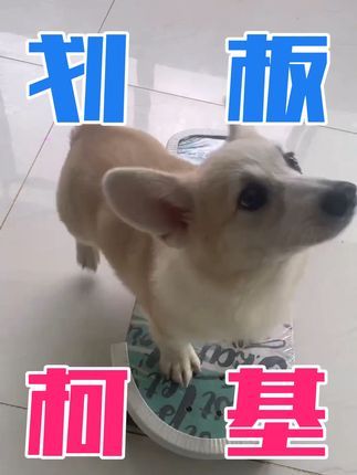 福州贝勒训犬学校:“大顺”的学习能力越来越强了。#训犬学校 #福州宠物训练#福州训犬学校