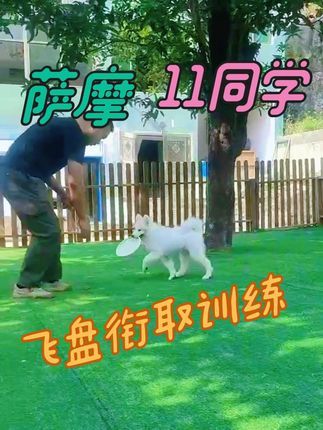 福州贝勒训犬学校:初级训练巡回,主要培养兴趣产生爱好#训犬学校 #福州宠物训练#福州训犬