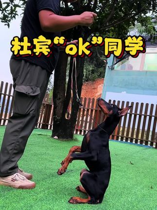福州贝勒训犬学校:训练的捷径就是用心训练。#福州宠物训练#福州训犬