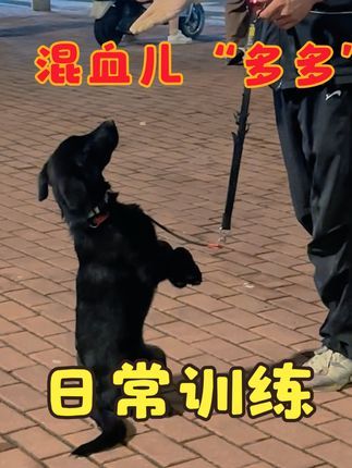 福州贝勒训犬学校:混血儿“多多”非常聪明的一条犬,社会化环境测试已通过。#训犬学校 #工作犬训练 #福州训犬#福州宠物训练