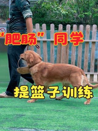 福州贝勒训犬学校:金毛犬“肥肠”同学提篮子训练#训犬学校 #福州训犬 #福州宠物训练