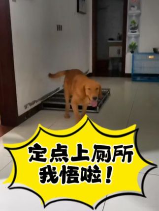 福州贝勒训犬学校:近期的训练合集,每个宝贝都表现的很棒哦。#训犬学校 #福州同城 #工作犬训练 #福州训犬#福州宠物训练
