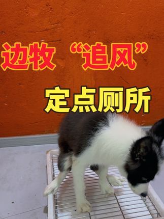 福州贝勒训犬学校:边牧追风同学学习了10天已经会主动找厕所了。#训犬学校 #福州训犬#福州宠物训练