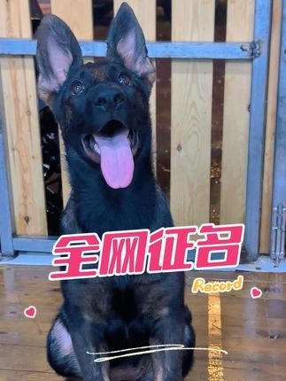 福州贝勒训犬学校:她爹叫钢炮,她叫什么名字呢?#训犬学校 #工作犬训练 #福州同城 #东德