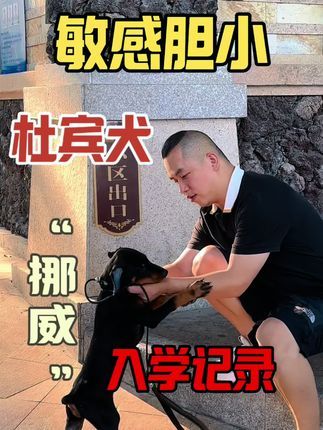 福州贝勒训犬学校:出发福建宁德厦门街一条从小没有出门的杜宾犬。#训犬学校 #福州同城 #福州训犬#福州宠物训练