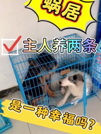 福州贝勒训犬学校:同一个主人养了两条的犬,是一种什么样的体验?经过训练的德牧“七七”边牧“元宝”两个省事的孩子#训犬学校 #福州同城 #训犬师 #福州训犬#福州宠物训练