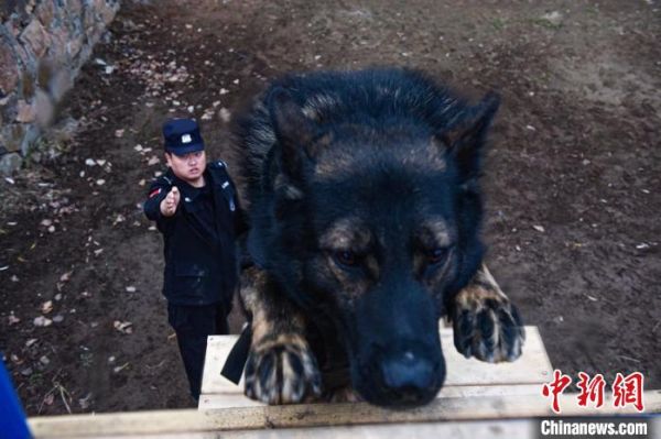吉林边境警方开展警犬冬季训练