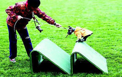 警犬训练基地向宠物狗开放(图)