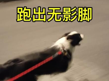 边牧真是让人又爱又恨！#边牧 #黑白边牧 #边牧血脉觉醒 #边牧跑步速度 #日常遛狗
