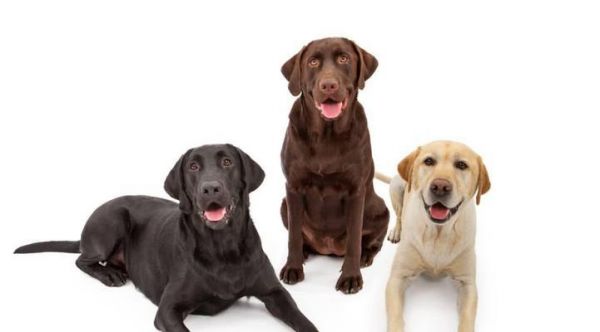 如何训练拉布拉多的敏捷性（让你的爱犬更健康活力）