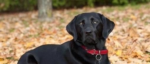如何训练拉布拉多的敏捷性（让你的爱犬更健康活力）