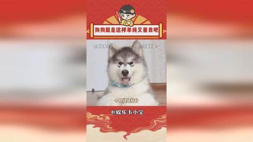 狗狗就是这样单纯又善良吧 