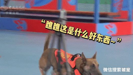 搜救犬二驴：比赛时抛弃训导员，却因此出圈爆红，挂热搜2天