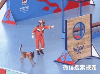 搜救犬二驴：比赛时抛弃训导员，却因此出圈爆红，挂热搜2天
