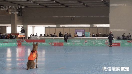 搜救犬二驴：比赛时抛弃训导员，却因此出圈爆红，挂热搜2天