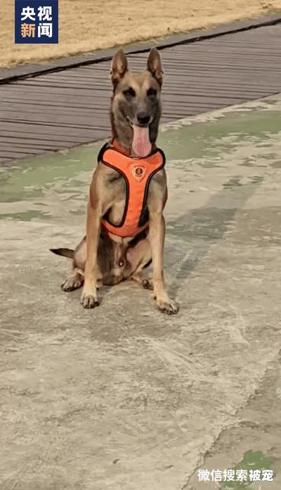 搜救犬二驴：比赛时抛弃训导员，却因此出圈爆红，挂热搜2天