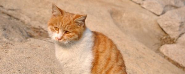 猫为什么不吃东西 原因都知道了吗?