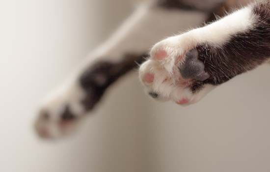 猫为什么总是全身一直趴着怎么办