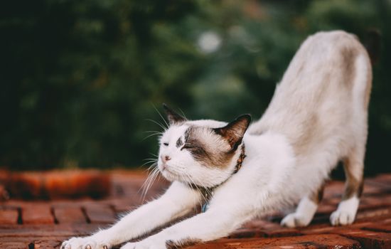 小猫为什么喜欢玩棉棒 不能让猫咪吞食棉棒