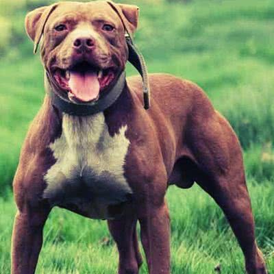 比特犬